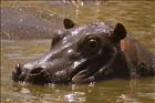 26 Submerged Hippo